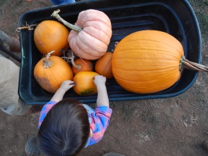 A few of the pumpkins we picked out.